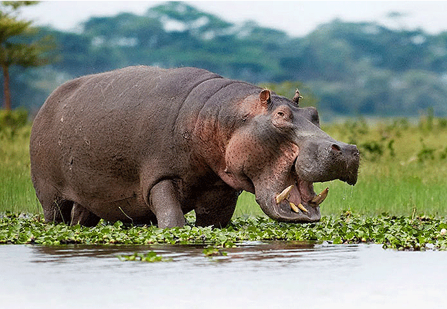Lake Bogoria National Reserve in Kenya