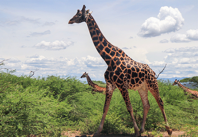 Lake Bogoria National Reserve