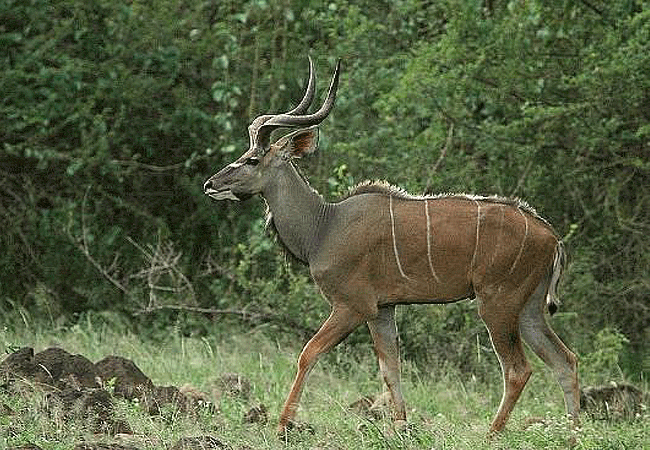 Lake Bogoria National Reserve