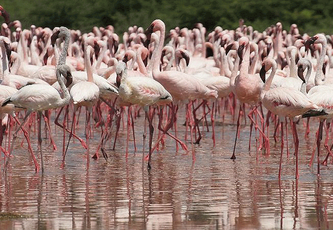 Lake Bogoria National Reserve