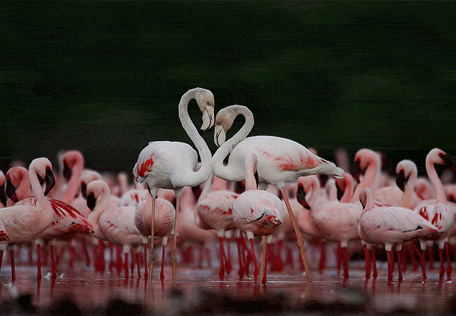 Lake Bogoria National Reserve