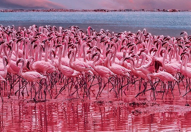 Lake Bogoria National Reserve