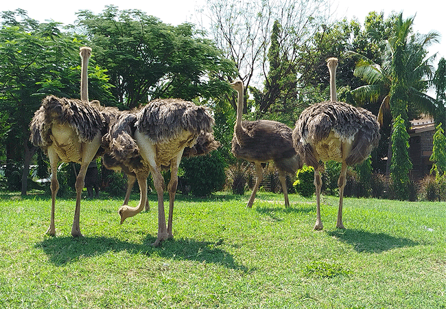 Lake Bogoria National Reserve