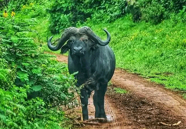 Mwaluganje Elephant Sanctuary