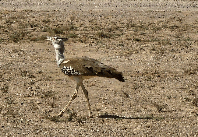 Sibiloi National Park,