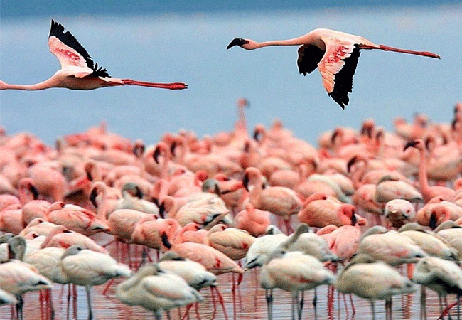 Soysambu Conservancy