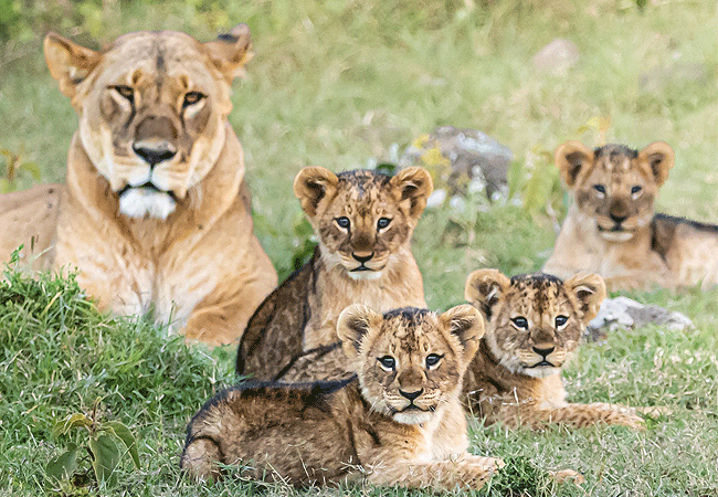 Soysambu Conservancy