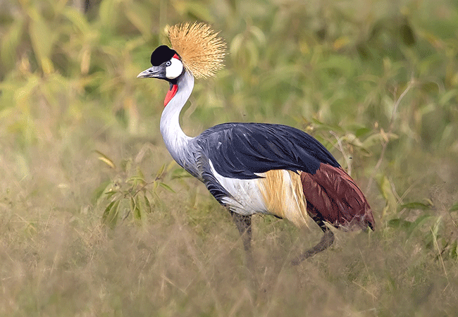 Soysambu Conservancy