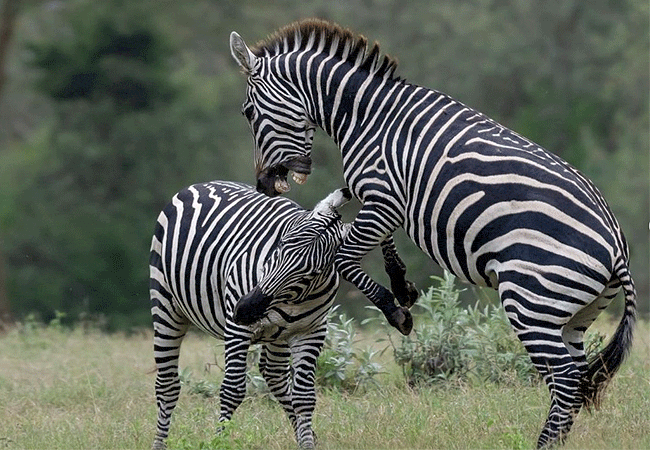 Soysambu Conservancy