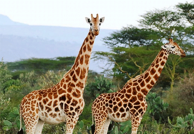 Soysambu Conservancy