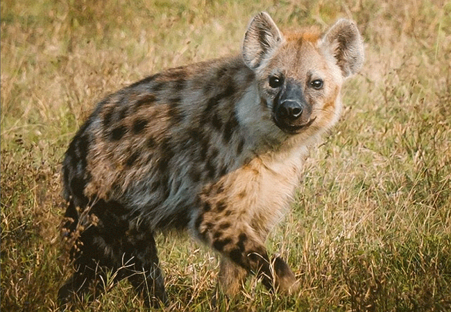 Soysambu Conservancy