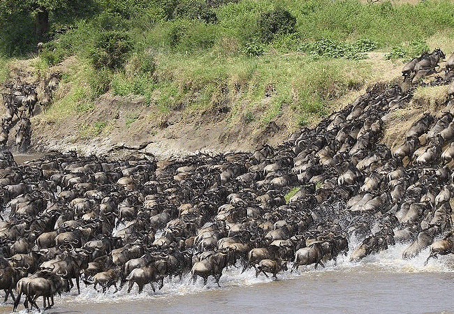 The Great Wildebeest Migration