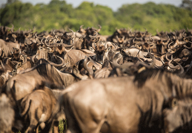The Great Wildebeest Migration