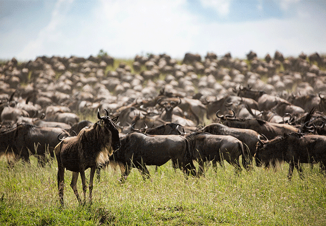 The Great Wildebeest Migration