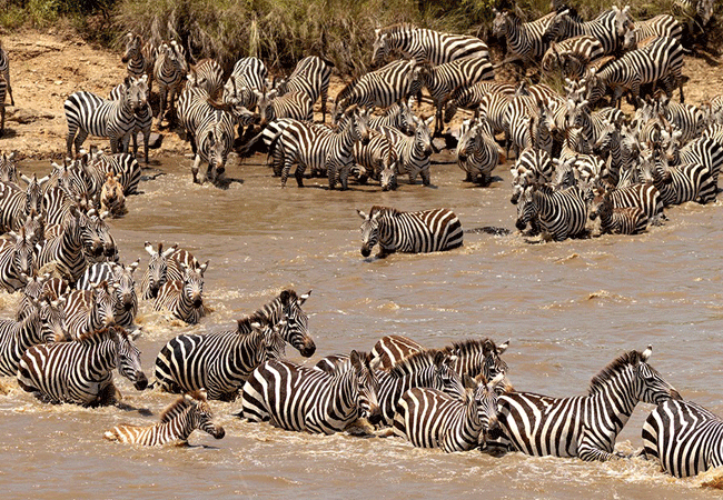 The Great Wildebeest Migration