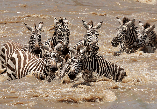 The Great Wildebeest Migration