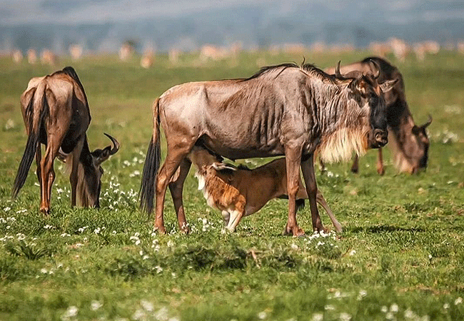 The Great Wildebeest Migration