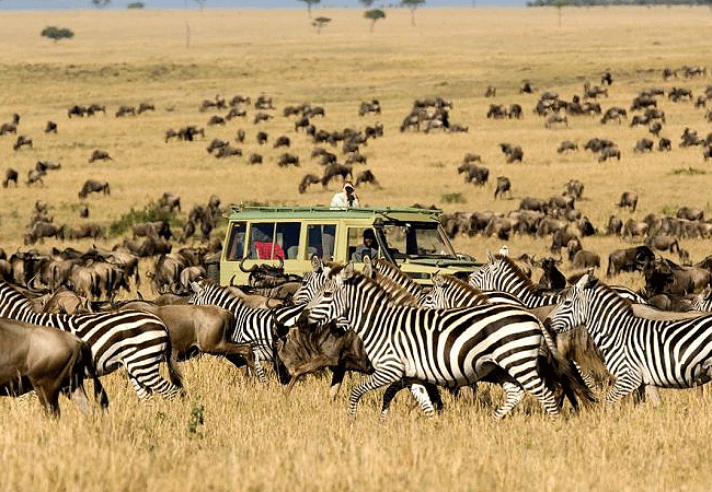 The Great Wildebeest Migration