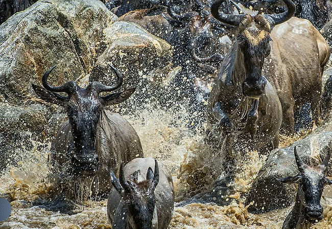 The Great Wildebeest Migration