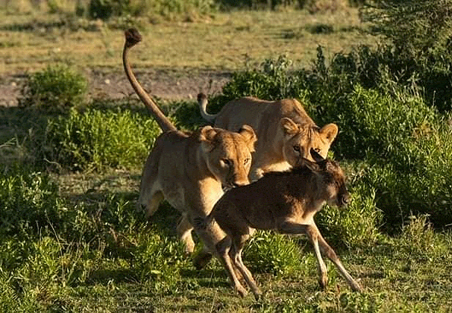The Great Wildebeest Migration