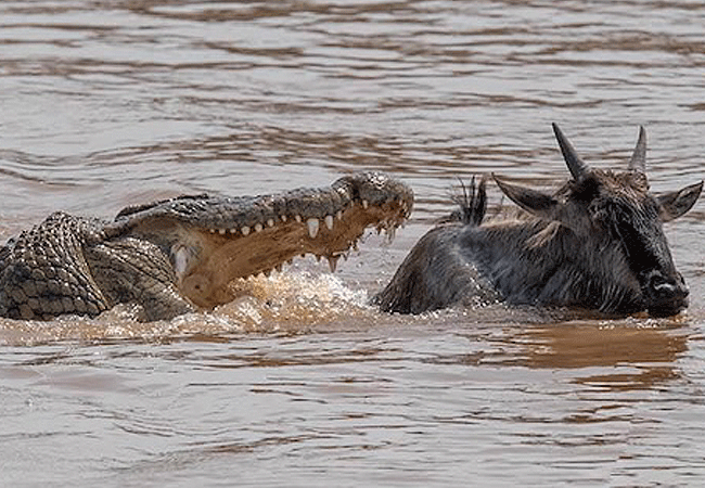 The Great Wildebeest Migration