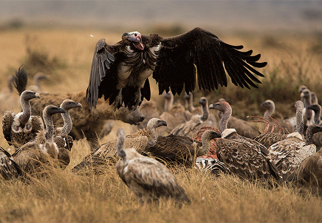 The Great Wildebeest Migration