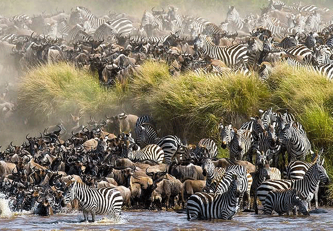 The Great Wildebeest Migration