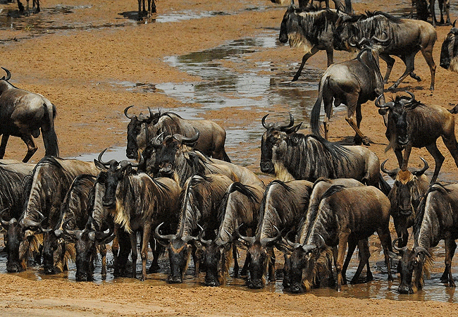 The Great Wildebeest Migration