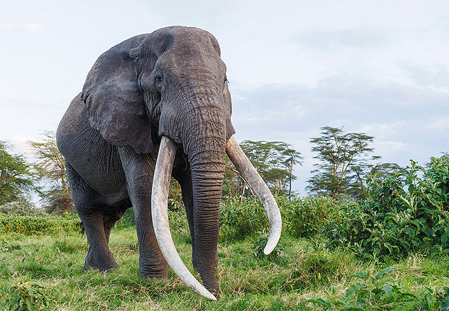 3-Day Fly-In Amboseli Safari Club tour from Nairobi