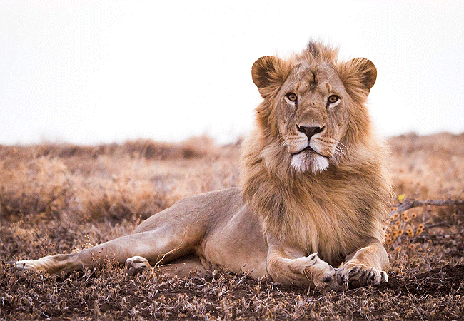 3-Day Fly-In Amboseli Safari Club tour from Nairobi