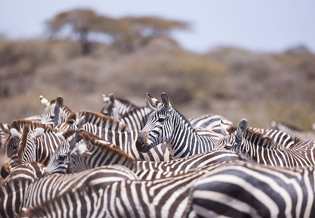 3-Day Fly-In Amboseli Safari Club tour from Nairobi