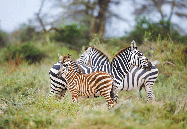 amboseli-safari-club-is-a-5-star-luxury-safari-lodge-located-in-kimana-enya- right-within-the-breathtaking-amboseli-ecosystem Amboseli Safari Club 3-Day 2-Night Safari