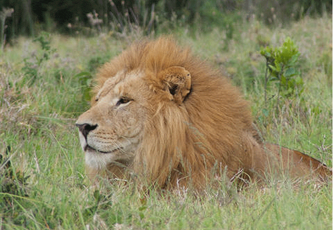 sangare-conservancy-a 4,250-acre-private-fenced-sanctuary-in-kenyas-nyeri-county-supports-a-variety-of-wildlife-including-lions Sangare Conservancy