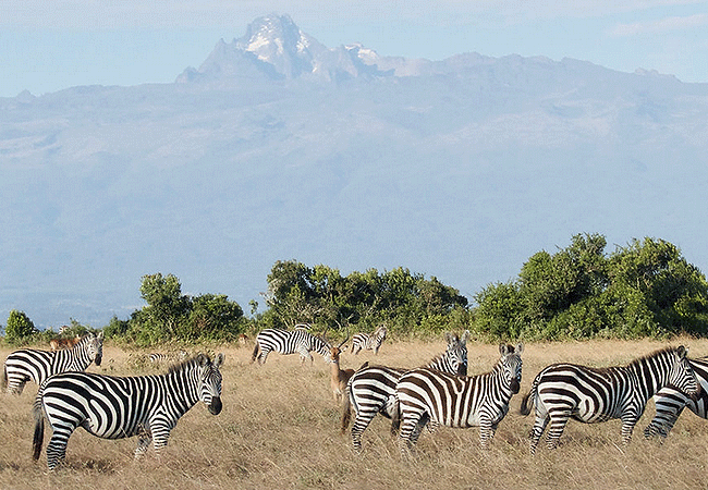 sangare-conservancy-a 4,250–6,500-acre-private-family-owned-property-in-nyeri-county-kenya-features-thriving populations-of-zebras-and-other-plains-grazers