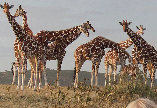 sangare-conservancy-activities-include-walking-picnics-game-drives-fishing-for-trout-and-for-catfish-and-horse-riding Sangare Conservancy