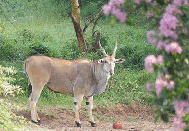 sangare-conservancy-eland Sangare Conservancy