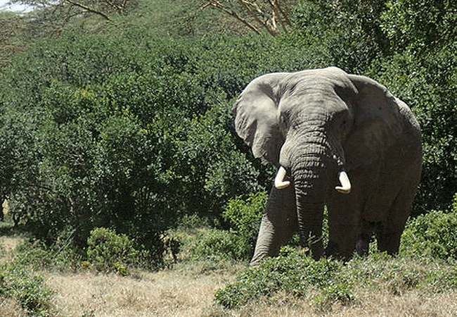 sangare-conservancy-hosts-a-small- resident-population-of-african-savanna-elephants-that-utilize-its-river-valleys-acacia-hills-and-large-central-dam Sangare Conservancy