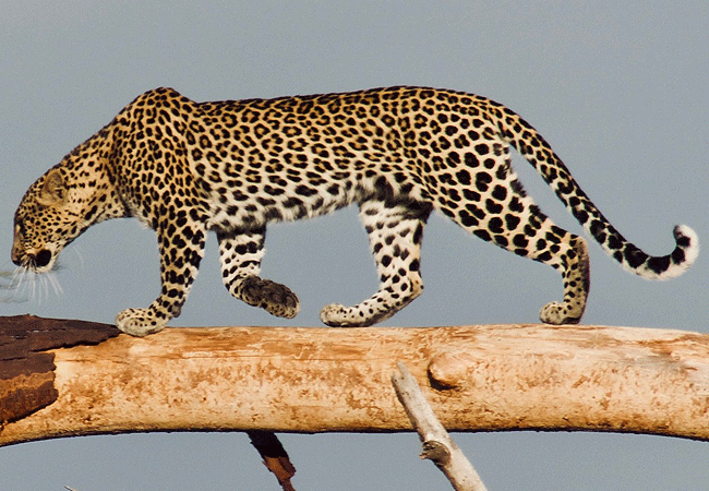 sangare-conservancy-wildlife-profiles-sightings-frequently-include-leopards-buffaloes-elephants-striped-hyenas-chandlers-reedbucks-and-wild-dogs Sangare Conservancy