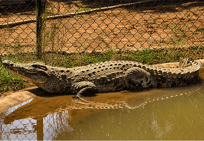 amboseli-crocodile-park-kenya Amboseli Crocodile Park