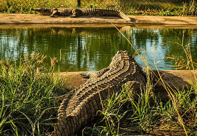 amboseli-crocodile-park-sits-within-the-broader-amboseli-ecosystem-close-to-the-corridor-of-gates-and-settlements-that-already-anchor-most-amboseli-safaris- including-kimana Amboseli Crocodile Park