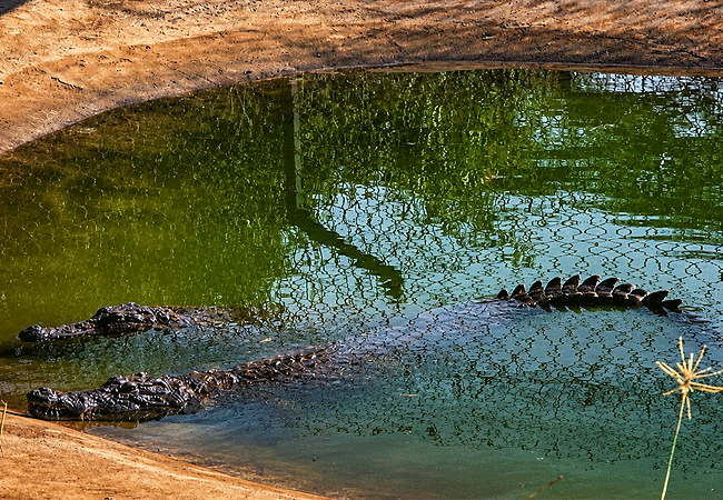 crocodile-eco-tourism-and-education-facility-in-amboseli Amboseli Crocodile Park