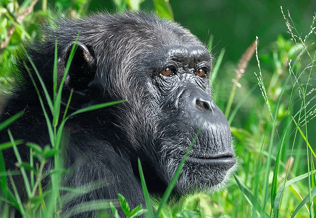 Sweetwaters Chimpanzee Sanctuary