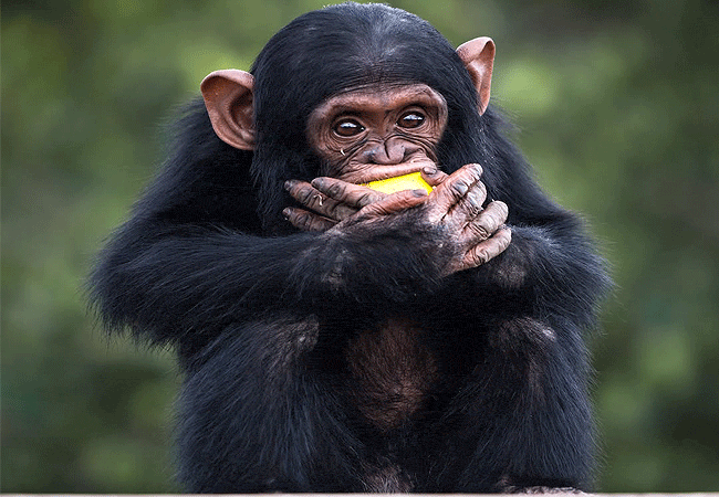 Sweetwaters Chimpanzee Sanctuary
