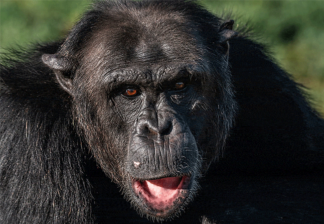 Sweetwaters Chimpanzee Sanctuary