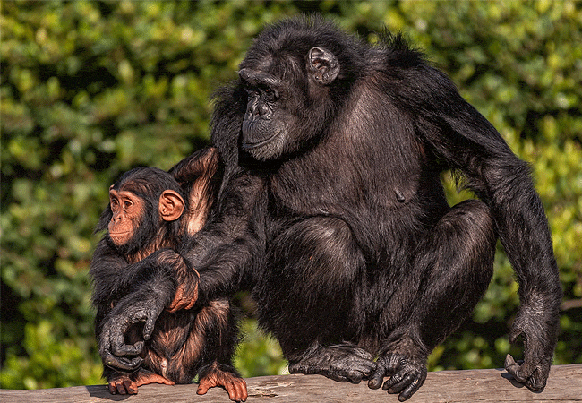 Sweetwaters Chimpanzee Sanctuary