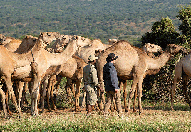 &Beyond-suyian-homestead-in-laikipia-kenya-camel-experience &Beyond Suyian Homestead in Laikipia, Kenya, camel experience