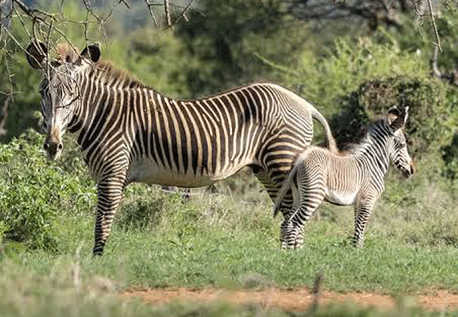 &Beyond-suyian-homestead-in-the-44,000-acre-suyian-conservancy-laikipia-kenya-offers-prime-viewing-for -grévys-zebras-alongside-other-northern-specialty-species &Beyond Suyian Homestead