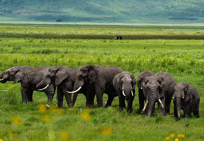 laba-ngorongoro-lodge-organizes-game-drives-from-crater-rim-to-see-elephants-on-the-crater-floor Laba Ngorongoro Lodge