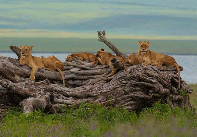laba-ngorongoro-lodge-sits-on-the-rim-of-the-ngorongoro-crater-in-tanzania-offering-immediate-access-to-a-rich-volcanic-basin-with-over-25000-large-mammals-and-diverse-bird-species Laba Ngorongoro Lodge