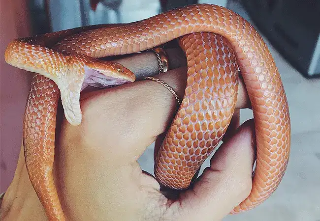 Nairobi Snake Park and Aquarium